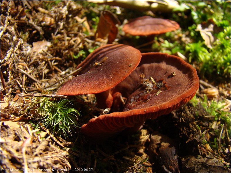 zasłonak krwisty - zdjęcie główne