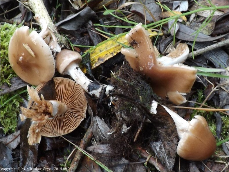 zasłonak niebieskomiąższowy - zdjęcie główne