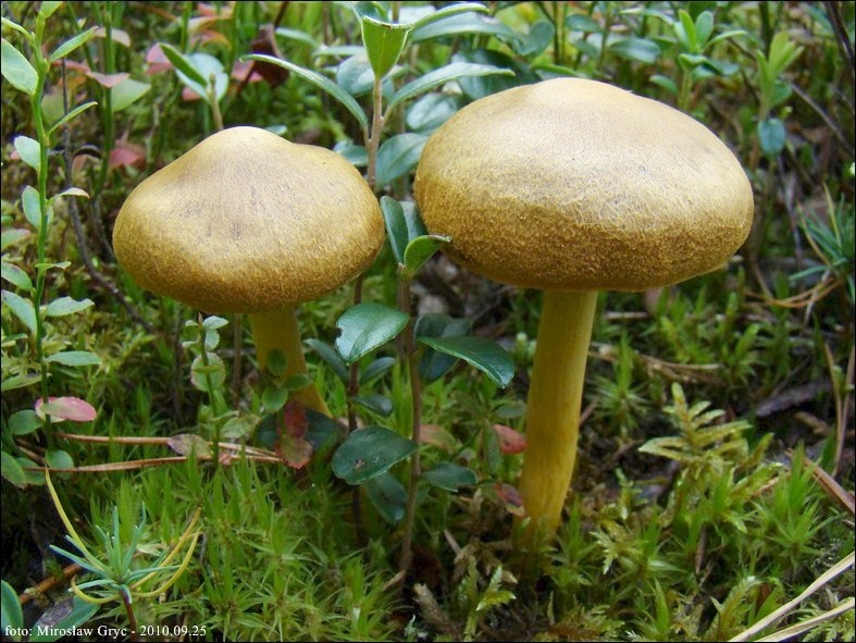 zasłonak purpurowoblaszkowy - zdjęcie główne