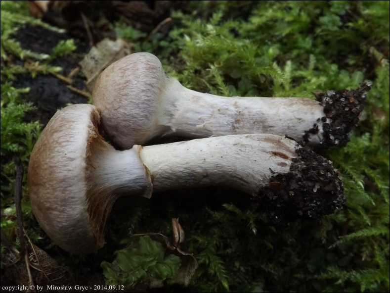 zasłonak pachnący - zdjęcie główne