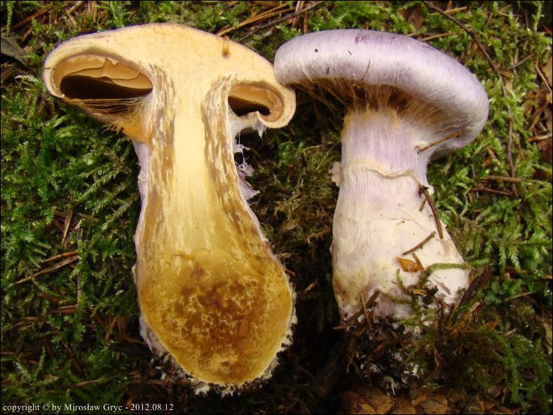 zasłonak wonny - zdjęcie główne