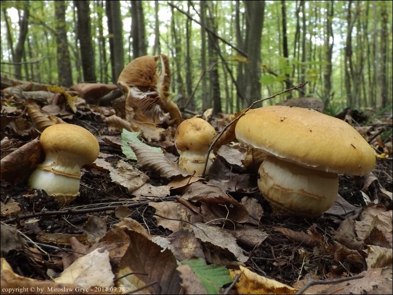 zasłonak zółtozłoty - zdjęcie główne