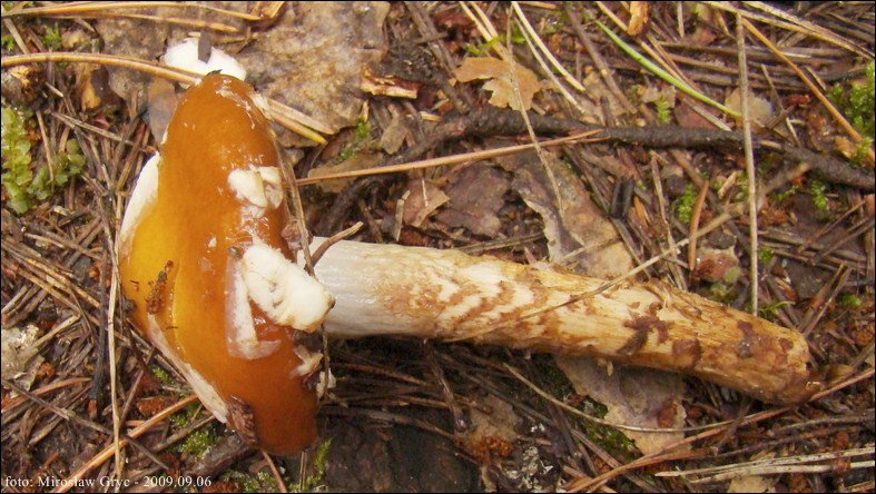 zasłonak pospolity - zdjęcie główne