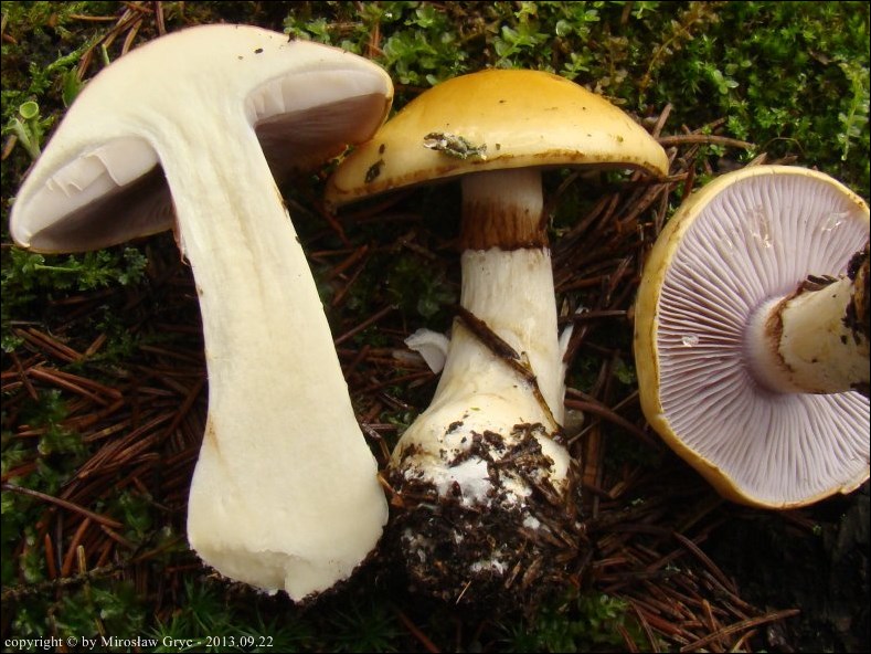 zasłonak ceglastożółty - zdjęcie główne