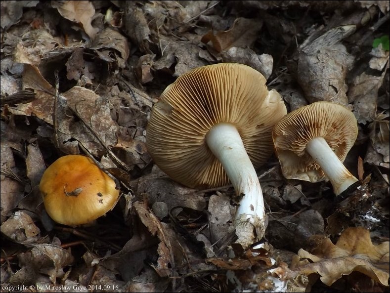 zasłonak piekący - zdjęcie główne