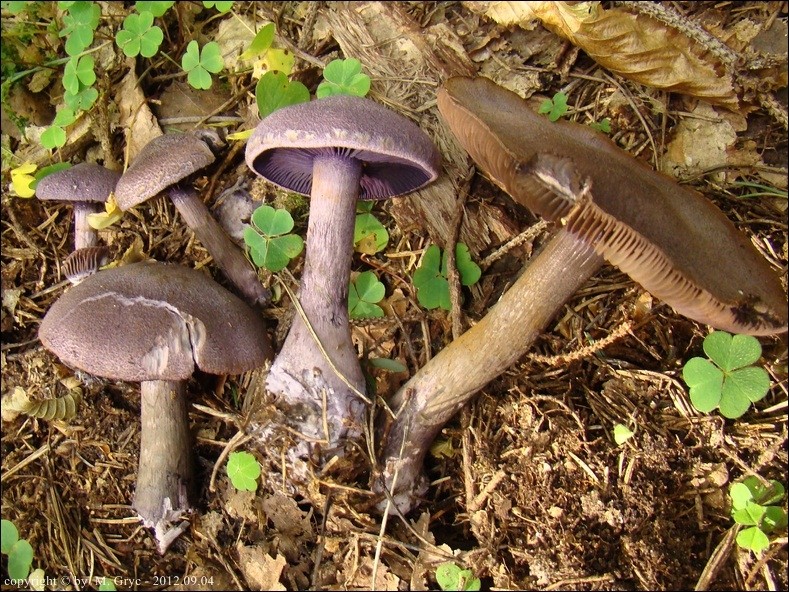 zasłonak fioletowy - zdjęcie główne