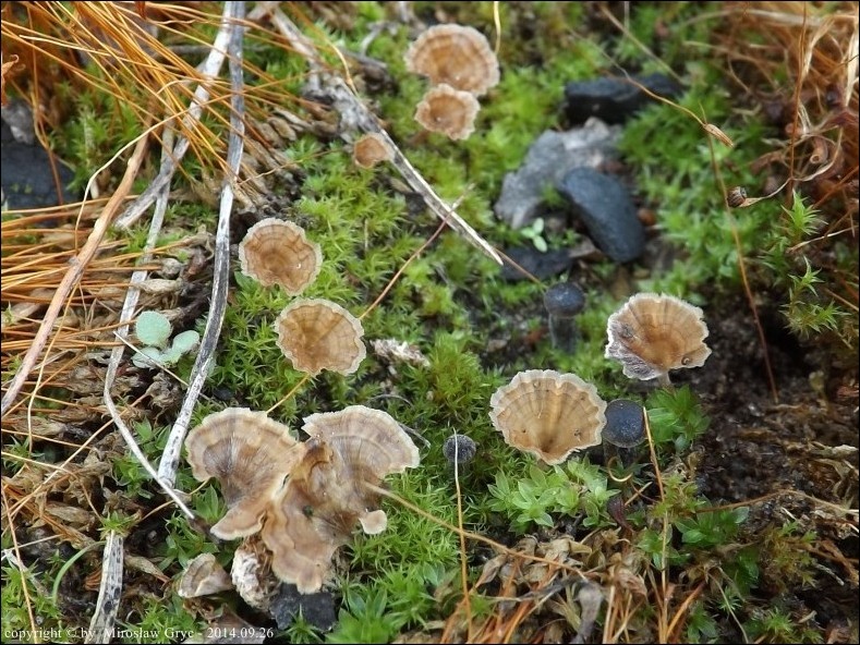 czarkówka falista - zdjęcie główne