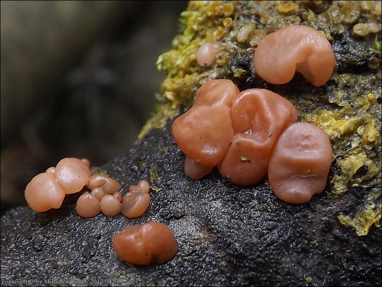 dzbanóweczka różowawa - zdjęcie główne