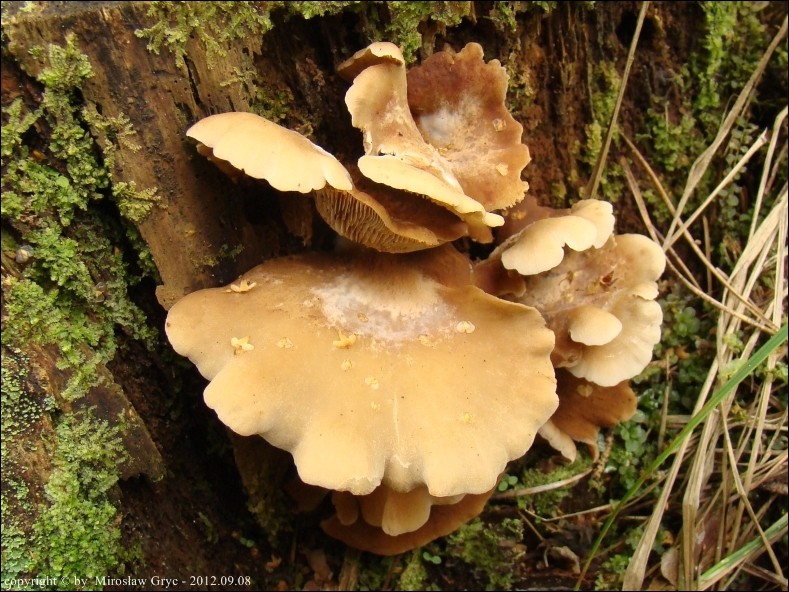 ciżmówka płaska - zdjęcie główne