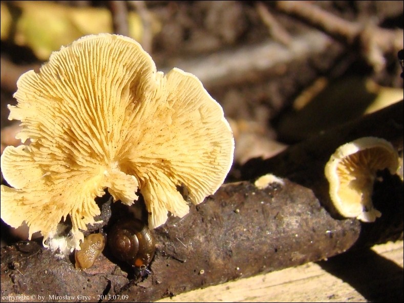 ciżmówka migdałowatozarodnikowa - zdjęcie główne