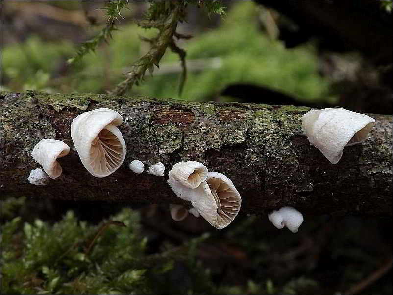 ciżmówka ciemnoblaszkowa - zdjęcie główne