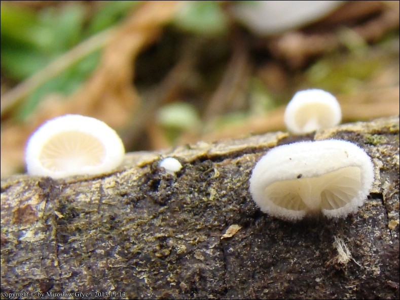 ciżmówka ciemnoblaszkowa - zdjęcie główne