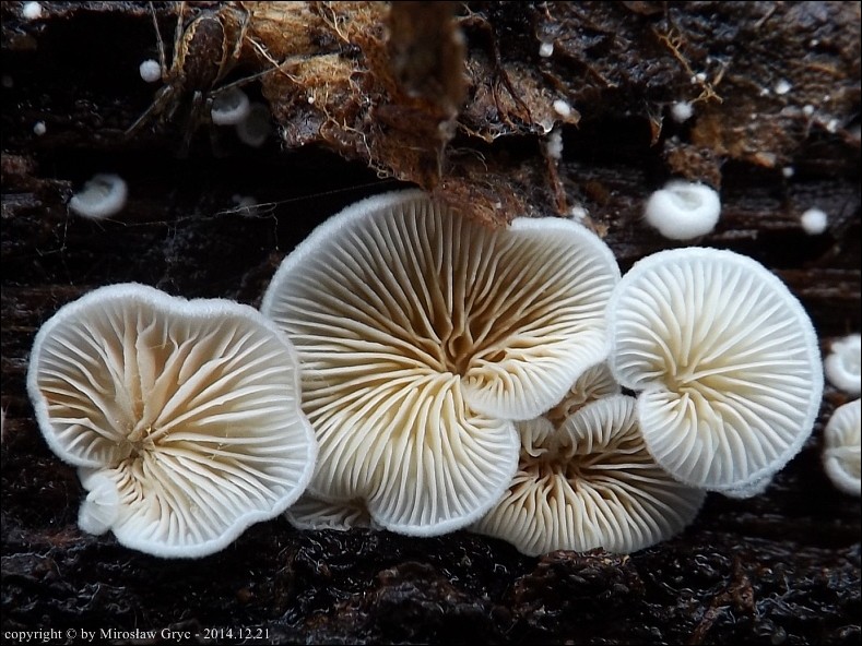 ciżmówka mchowa - zdjęcie główne