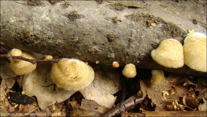 ciżmówka miękka - zdjęcie główne