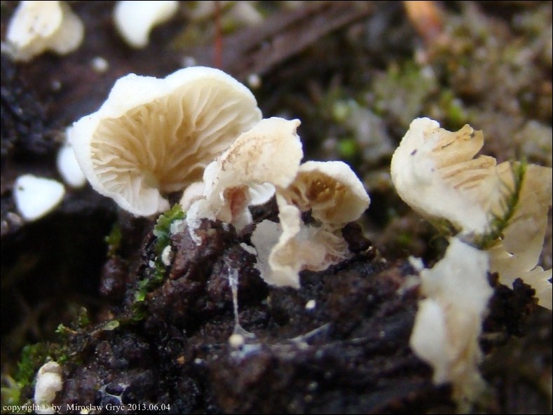 ciżmówka szorstkozarodnikowa - zdjęcie główne