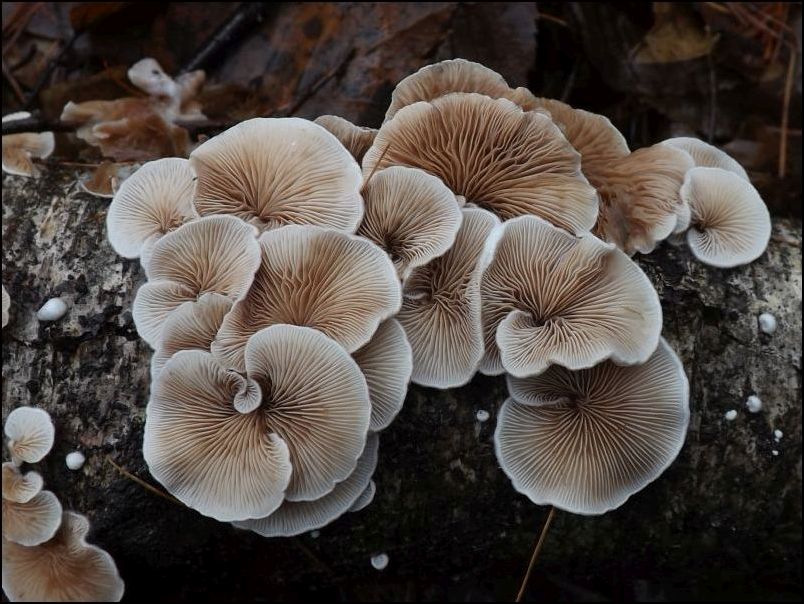 ciżmówka zmienna - zdjęcie główne