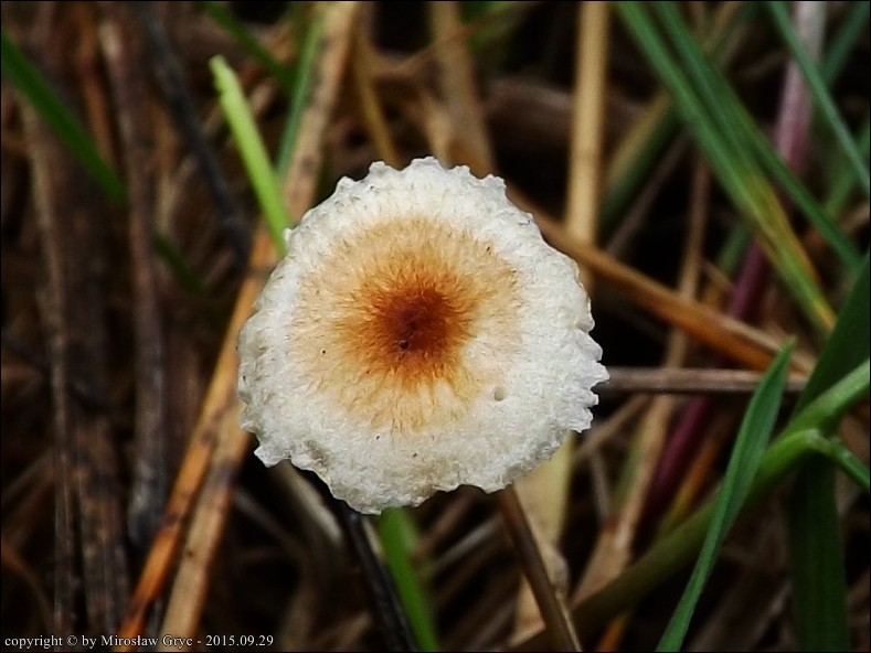 rzęsostopek źdźbłowy - zdjęcie główne