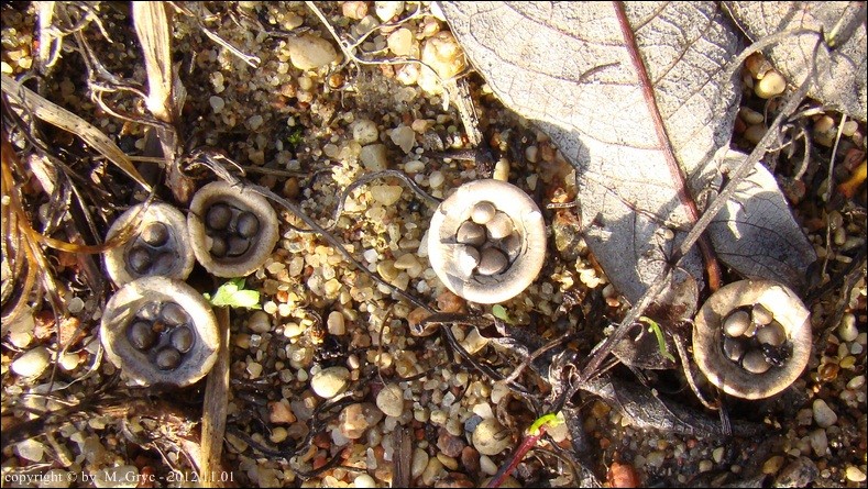 kubek ołowianoszary - zdjęcie główne