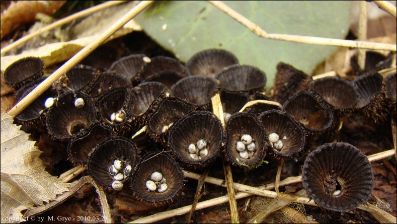 kubek prążkowany - zdjęcie główne