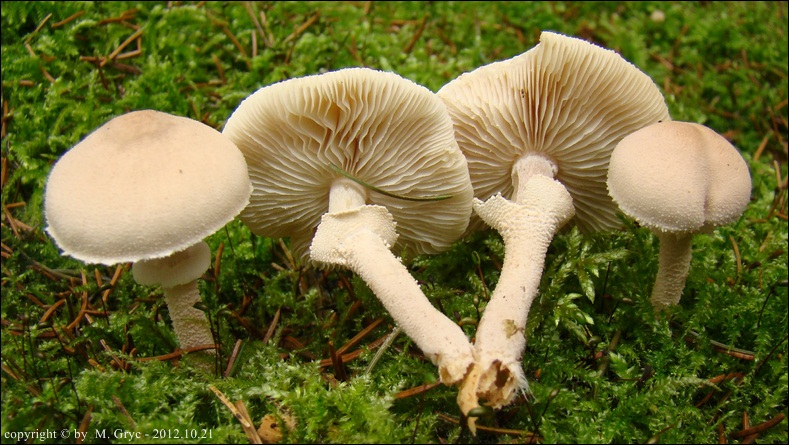 ziarnówka blada - zdjęcie główne