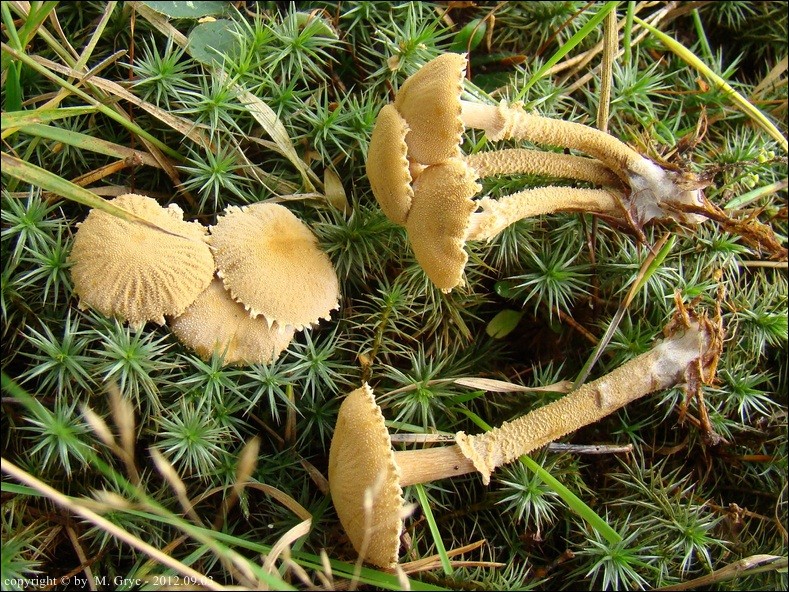 ziarnóweczka żółtawa - zdjęcie główne