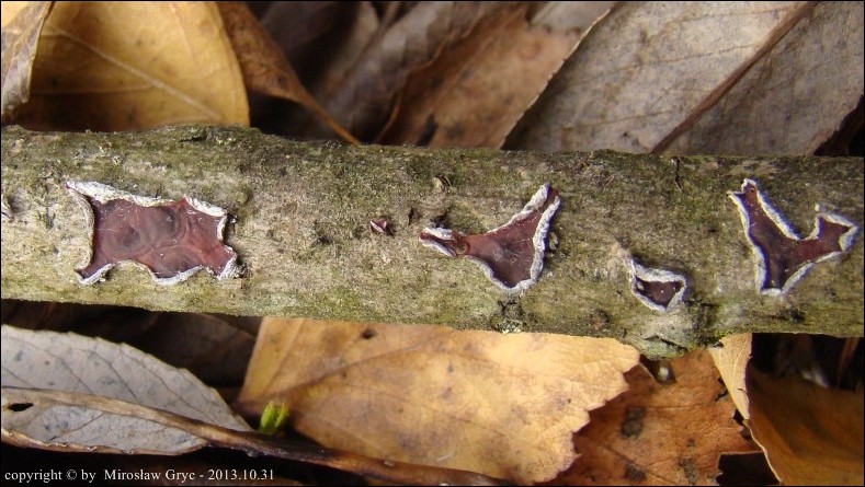 talerzyk szkarłatny - zdjęcie główne