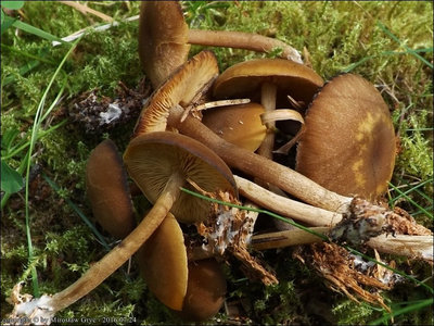 Callistosporium pinicola