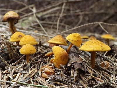 Basidiomycota
