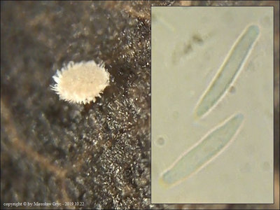 Calycellina carpinacea