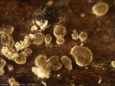 Calycellina leucella (4-spored)