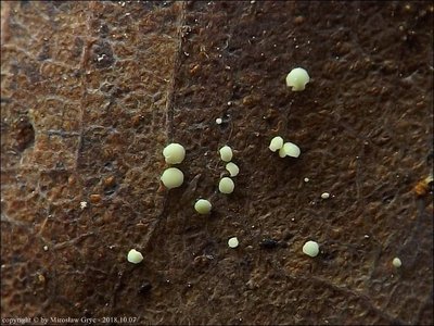 Calycellina punctata