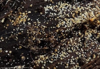 Calycina sp. (2019.03.24)