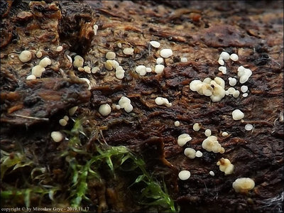 Calycina sp. (2019.11.17)