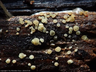 Calycina heterospora