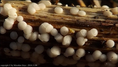 Calycina subherbarum