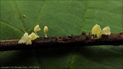 Calyptella campanula