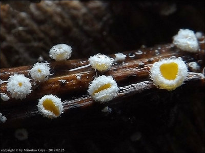 Capitotricha bicolor
