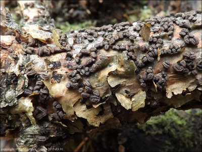 Cenangium ferruginosum