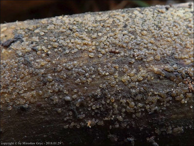 Cerinomyces neuhoffii