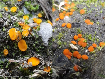 Cheilymenia sp. (2022.06.25)