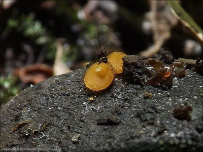 Cheilymenia coprinaria