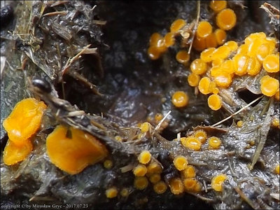 Cheilymenia granulata