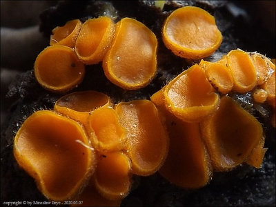 Cheilymenia stercorea