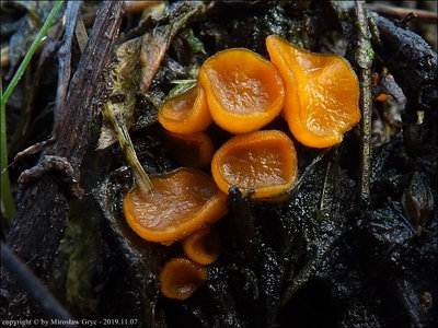 Cheilymenia theleboloides