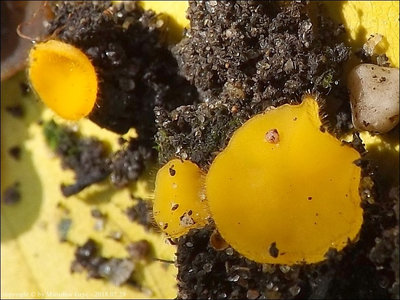 Cheilymenia vitellina