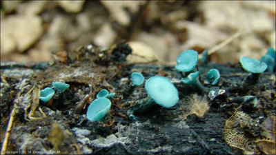 Chlorociboria