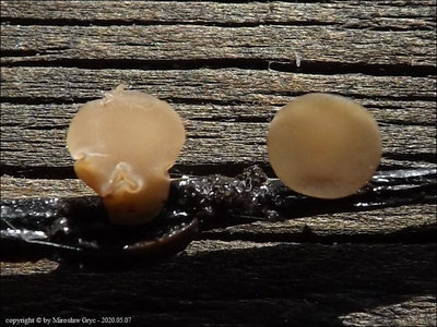 Ciborinia pseudobifrons