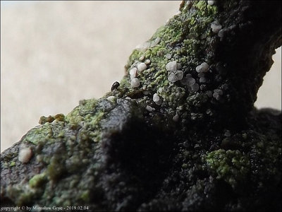 Ciliolarina pinicola