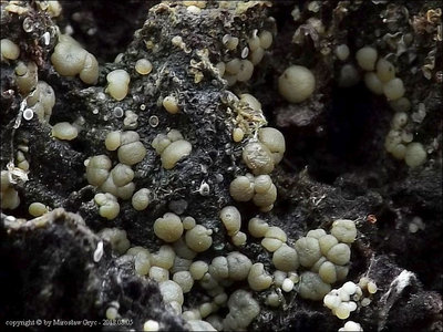 Claussenomyces sp. 2016.08.05