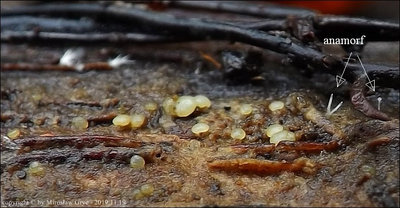 Claussenomyces prasinulus